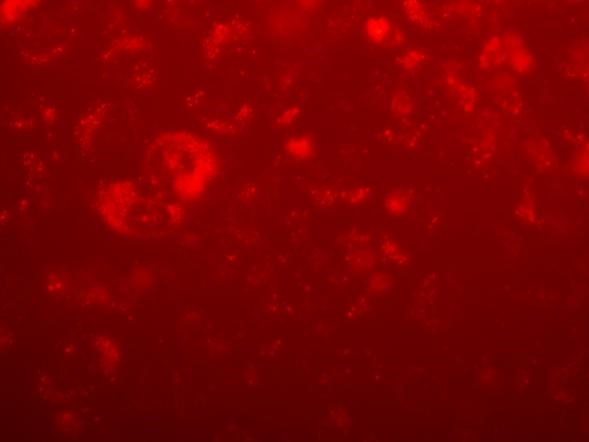 86065fb761f9cca0ffc6da30dd54d3d